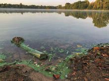 Blaualgen Badesee Lahde