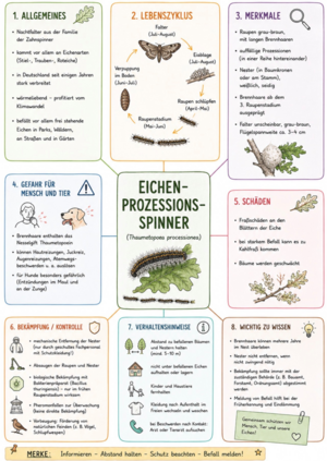 Bild vergr&ouml;&szlig;ern: Schaubild Eichenprozessionsspinner