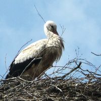 Storch